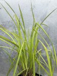 画像3: カレックス　エラータ　オーレア (3)