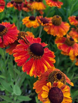 乙苗 - ACID NATURE 乙庭 (Page 2)