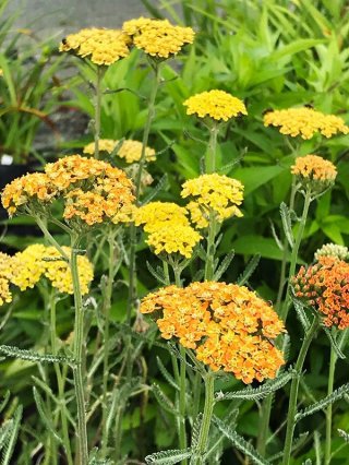 40㎝ White ♫お庭のアクセントに〜♫ 40㎝ White ♫お庭のアクセントに〜♫