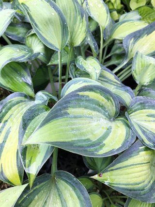 ホスタ - ACID NATURE 乙庭