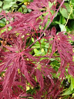 クロビイタヤ　小苗木　7本　落葉樹の苗 緑と赤の葉 樹木 - ACID NATURE 乙庭