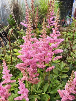 シェード - ACID NATURE 乙庭