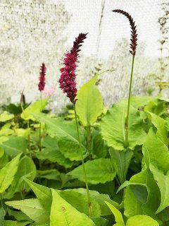 乙苗 - ACID NATURE 乙庭 (Page 4)