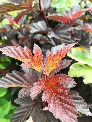 墨黛ハーフ顔 黒ディジーハーフ顔 カット アエオニウム 墨黛ハーフ顔