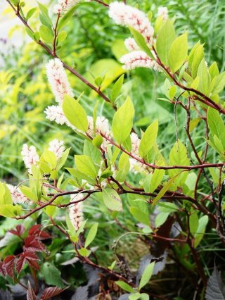 樹木 - ACID NATURE 乙庭