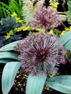 スギサクリウムスタンディングオベーション 苗 6点