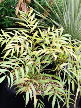 乙苗 - ACID NATURE 乙庭 (Page 3)