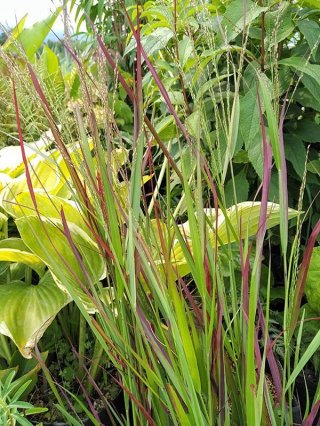 乙苗 - ACID NATURE 乙庭 (Page 3)