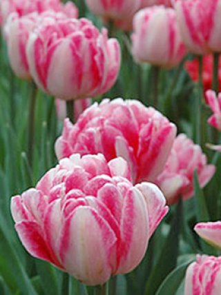 チューリップ フォックストロット (4球入) - ACID NATURE 乙庭