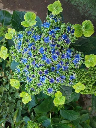 樹木 - ACID NATURE 乙庭