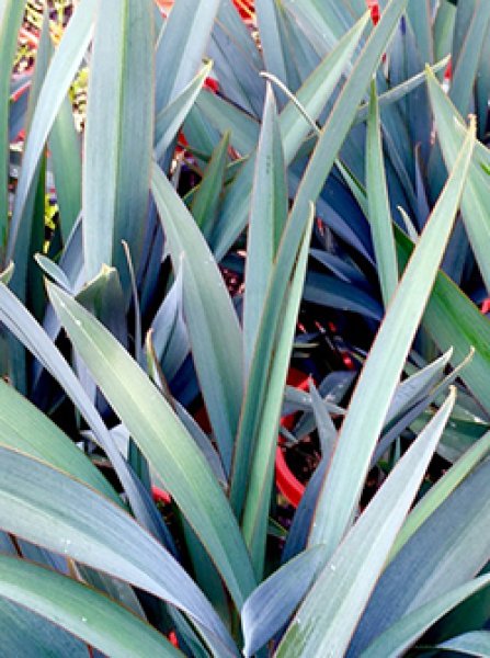 ディアネラ ブルーストリーム (4号) - ACID NATURE 乙庭