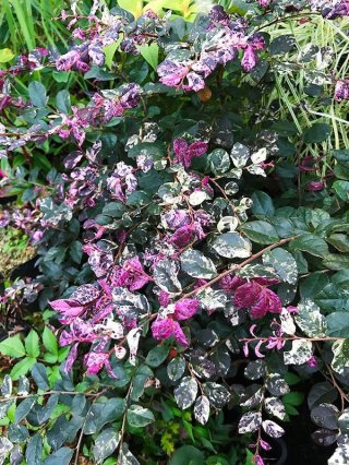 樹木 - ACID NATURE 乙庭