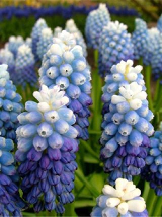 全商品 - ACID NATURE 乙庭