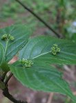 画像2: ヘルウィンギア　(＝ハナイカダ)　　オス木 (4号 中苗) (2)