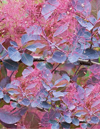 樹木 - ACID NATURE 乙庭