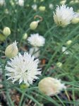 画像1: アリウム　スコエノプラスム　アルビフロルム (=白花チャイブ) (1)