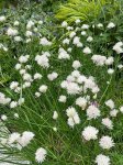 画像2: アリウム　スコエノプラスム　アルビフロルム (=白花チャイブ) (2)