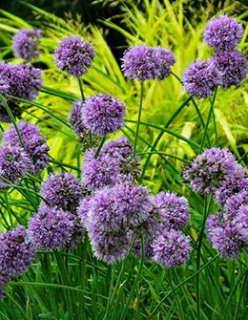 ACID NATURE 乙庭 (Page 4)