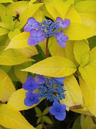 乙苗 - ACID NATURE 乙庭 (Page 3)