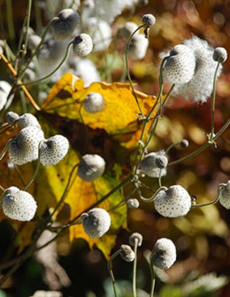 アネモネ フペンシス（＝シュウメイギク） パミナ - ACID NATURE 乙庭