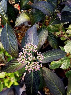 アガパンサス ブラックマジック (4号) - ACID NATURE 乙庭