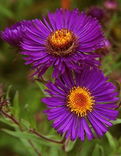 ユッカ 約2メートル ユッカの育て方 | ボタニカルラウンジ