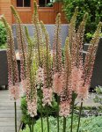 画像1: エレムルス　ロマンス (6号 1球植え) (1)