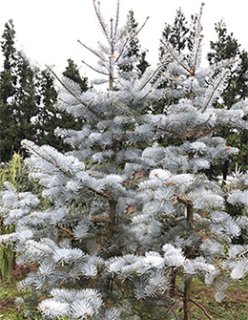 ピセア アビエス (=ヨーロッパトウヒ) アクロコナ (7号) - ACID NATURE