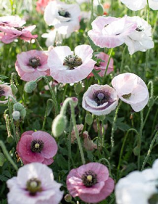 乙苗 - ACID NATURE 乙庭 (Page 3)