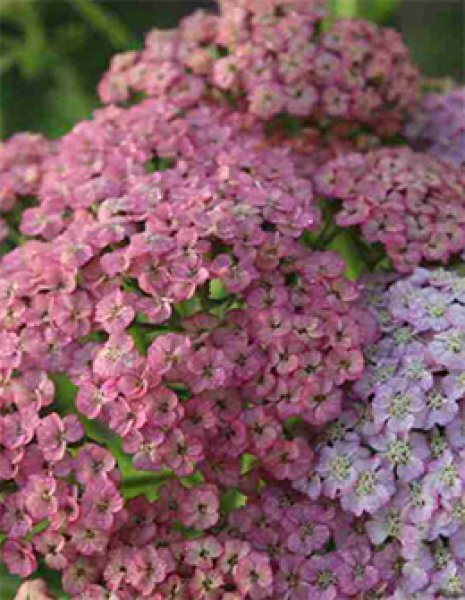 アンティーク紫陽花とエリンジウムのブルーなフライングリース　アキレア　ユーカリ ユーカリと紫陽花のフライングリース | F L E U R I