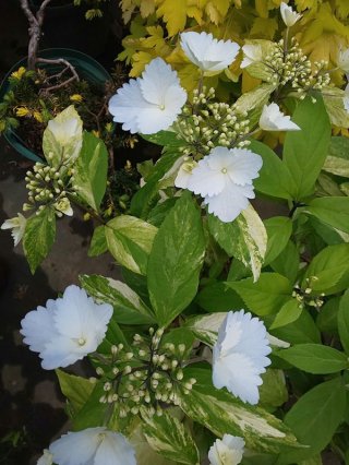 樹木 - ACID NATURE 乙庭