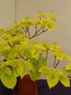 乙苗 - ACID NATURE 乙庭 (Page 6)