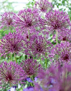 乙苗 - ACID NATURE 乙庭 (Page 2)