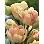 画像2: チューリップ　チャーミングビューティ (2球入) (2)