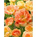 画像1: チューリップ　チャーミングビューティ (2球入) (1)