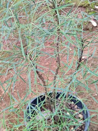 センペルビウム グローイングアンバーズ ② 全商品 - ACID NATURE 乙庭