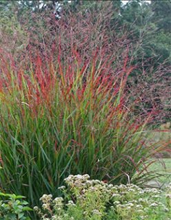 ヘレニウム オータムロリポップ - ACID NATURE 乙庭