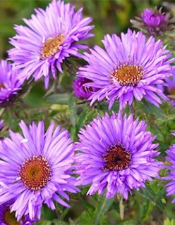 ACID NATURE 乙庭 (Page 5)