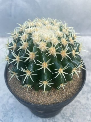 ❋黄緑ガーデニンググッツ❋ Botanical56