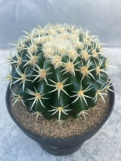 全商品 - ACID NATURE 乙庭 (Page 2)