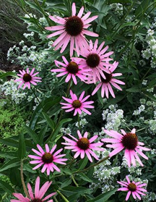 全商品 - ACID NATURE 乙庭 (Page 4)