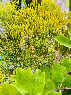 チャメロプス フミリス (7号 水色葉選抜) - ACID NATURE 乙庭