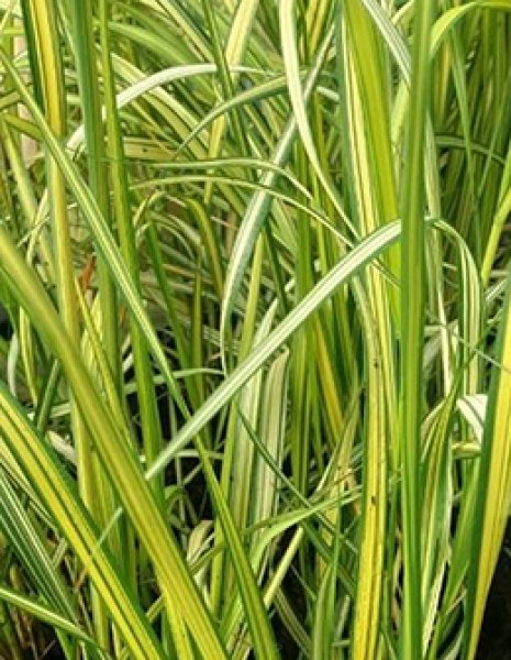 カラマグロスティス イングランド - ACID NATURE 乙庭