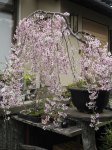 画像1: ケラスス 枝垂れ富士桜  (1)
