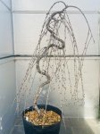 画像2: ケラスス 枝垂れ富士桜  (2)