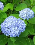 画像2: ハイドランジア 安行四季咲き (= ヒメアジサイ '四季咲き') (3.5号) (2)