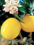 画像3: シトルス　ドワーフラフマイヤーレモン（4号） (3)