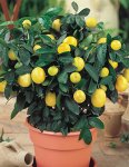 画像1: シトルス　ドワーフラフマイヤーレモン（4号） (1)