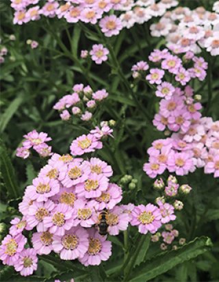 全商品 - ACID NATURE 乙庭