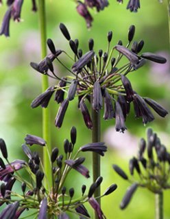 全商品 - ACID NATURE 乙庭 (Page 4)